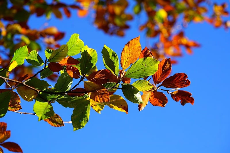 Mindful Walking in Autumn
